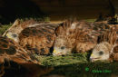 An introduction: Red Kite Chicks in Holding Pen - June 2008